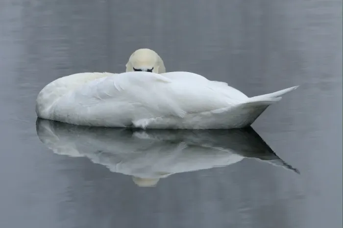 Framed Print : Mute Swan (Cygnus olor) adult, sleeping on water, Oxfordshire, England, november