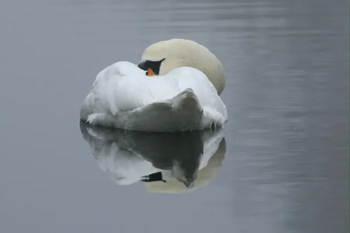 Framed Print : Mute Swan (Cygnus olor) adult, sleeping on water, Oxfordshire, England, november