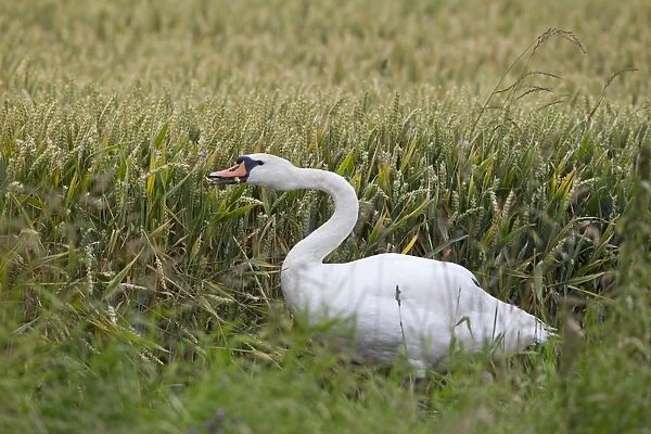 Mute Swan (Cygnus olor) adult, standing in wheat field, feeding on crop, Suffolk, England, July