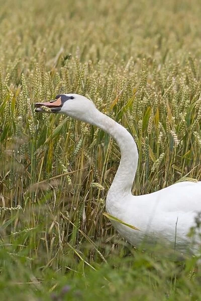 Mute Swan (Cygnus olor) adult, standing in wheat field, feeding on crop, Suffolk, England, July