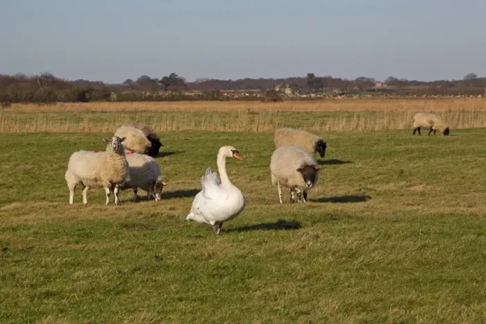 Framed Print : Mute Swan (Cygnus olor) adult, with Suffolk mule sheep, on coastal grazing marsh habitat, Suffolk, England, january