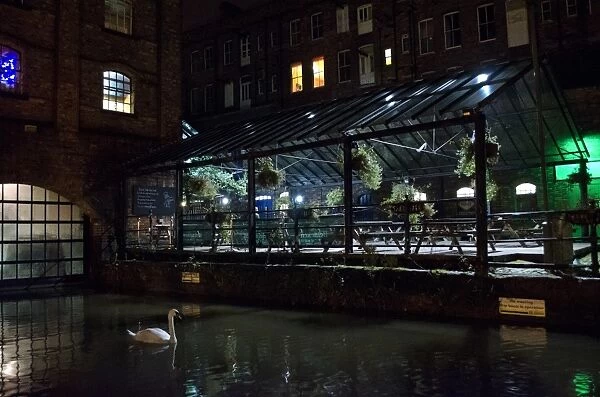Mute Swan (Cygnus olor) adult, swimming on city canal at night, Nottingham Canal, Nottingham, Nottinghamshire, England