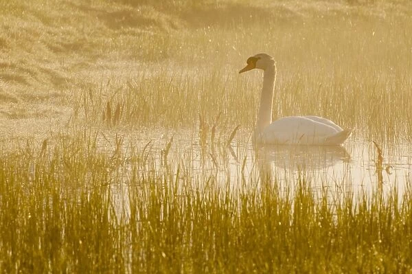 Mute Swan (Cygnus olor) adult, swimming on flooded grazing marsh at sunrise, Elmley Marshes N. N. R
