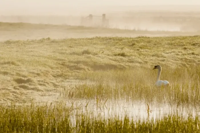 Framed Print : Mute Swan (Cygnus olor) adult, swimming on flooded grazing marsh habitat at sunrise, Elmley Marshes N. N. R