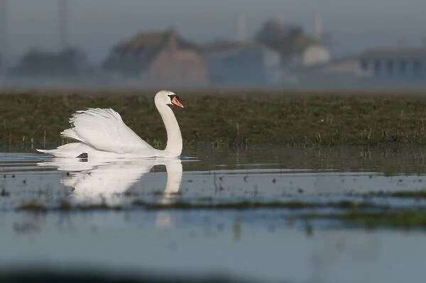 Mute Swan (Cygnus olor) adult, swimming on misty flooded grazing marsh at dawn, with farm buildings in distance