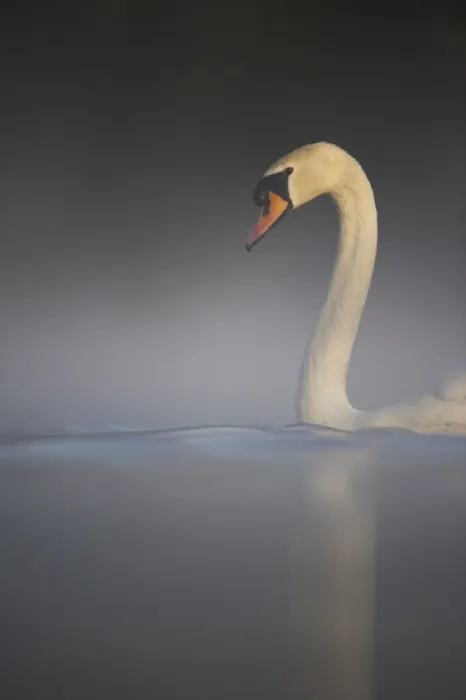 Framed Print : Mute Swan (Cygnus olor) adult, swimming on misty lake in dawn sunlight, Derbyshire, England, april Framed Print : Mute Swan (Cygnus olor) adult, swimming on misty lake in dawn sunlight, Derbyshire, England, april