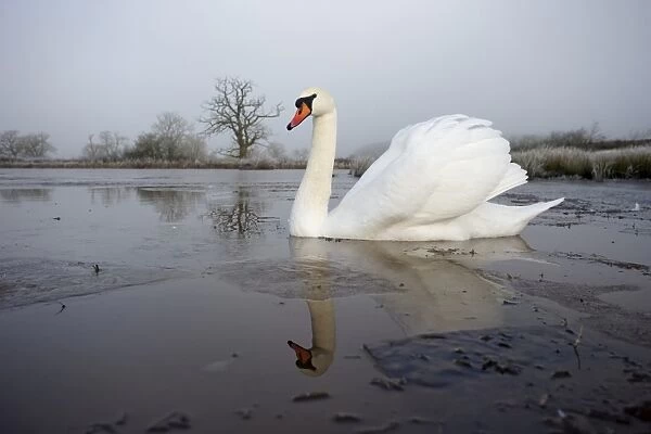 Mute Swan (Cygnus olor) adult, swimming on partially frozen water, Warwickshire, England, December