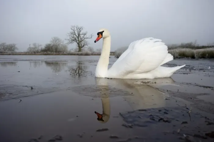 Framed Print : Mute Swan (Cygnus olor) adult, swimming on partially frozen water, Warwickshire, England, December