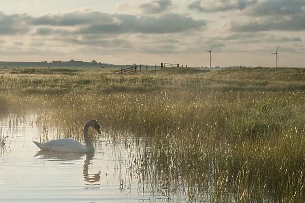 Mute Swan (Cygnus olor) adult, swimming on pool in marshland habitat at sunrise, with wind turbines in distance