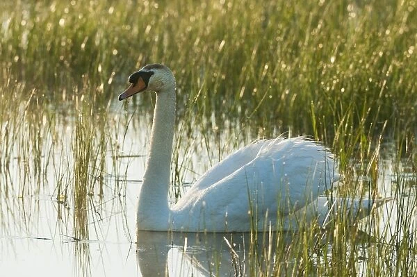 Mute Swan (Cygnus olor) adult, swimming on pool at sunrise, Elmley Marshes N. N. R