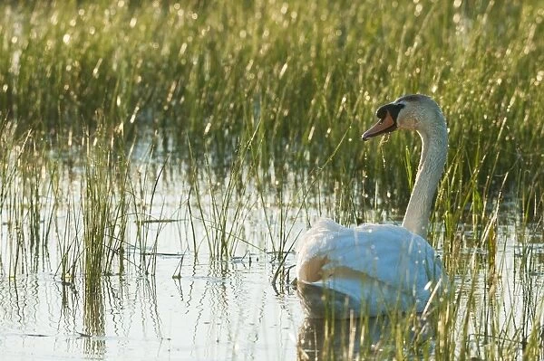 Mute Swan (Cygnus olor) adult, swimming on pool at sunrise, Elmley Marshes N. N. R
