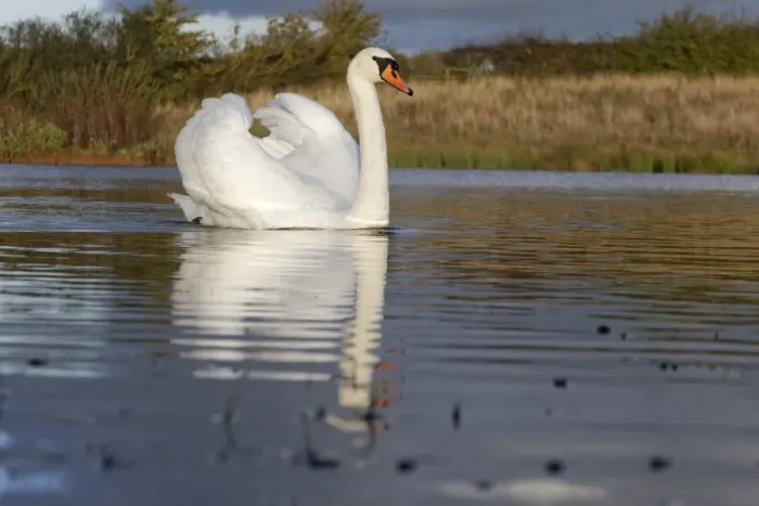 Framed Print : Mute Swan (Cygnus olor) adult, swimming with wings raised in aggressive posture, Warwickshire, England, November Framed Print : Mute Swan (Cygnus olor) adult, swimming with wings raised in aggressive posture, Warwickshire, England, November
