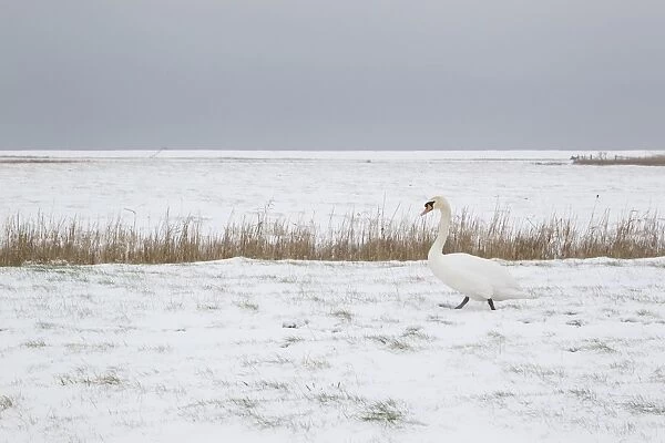Mute Swan (Cygnus olor) adult, walking on snow covered grazing marsh habitat, Suffolk, England, february