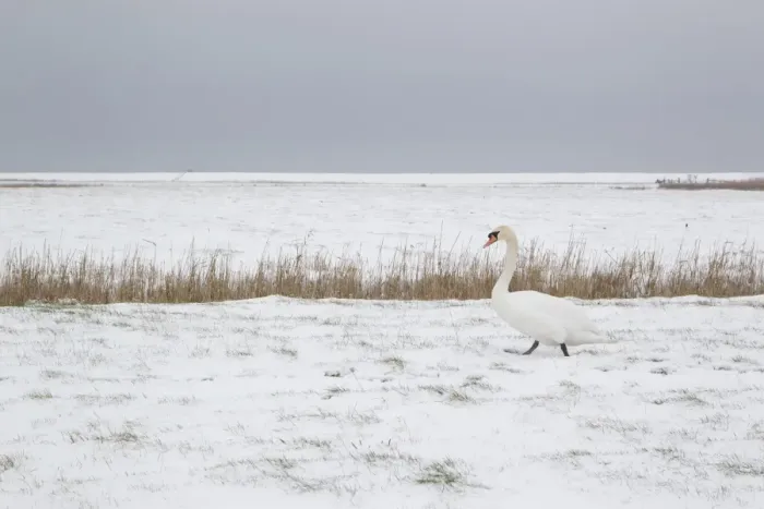 Framed Print : Mute Swan (Cygnus olor) adult, walking on snow covered grazing marsh habitat, Suffolk, England, february Framed Print : Mute Swan (Cygnus olor) adult, walking on snow covered grazing marsh habitat, Suffolk, England, february