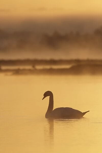 Mute Swan (Cygnus olor) adult, on water with early morning mist, St. Aidans RSPB Reserve, West Yorkshire, England
