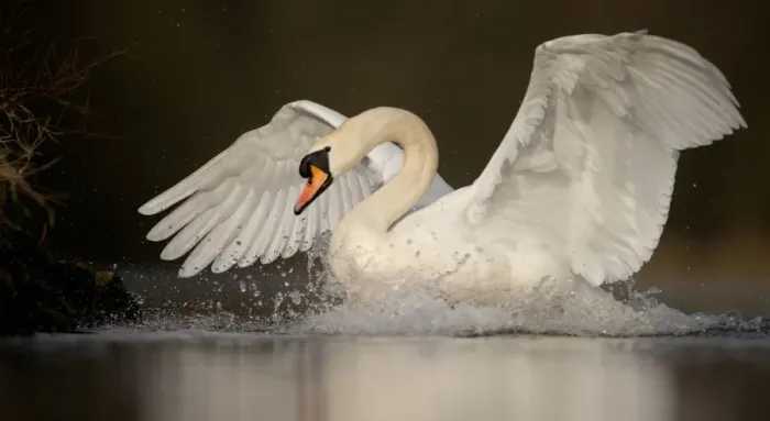 Framed Print : Mute Swan (Cygnus olor) adult, with wings spread on lake, chasing Canada Geese (Branta canadensis) from territory