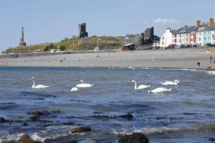 Framed Print : Mute Swan (Cygnus olor) six adults, feeding in sea off beach of resort town, Aberystwyth, Ceredigion, Wales, july