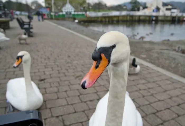 Framed Print : Mute Swan (Cygnus olor) adults, on pavemant at edge of lake, Bowness on Windermere, Lake Windermere, Lake District Framed Print : Mute Swan (Cygnus olor) adults, on pavemant at edge of lake, Bowness on Windermere, Lake Windermere, Lake District
