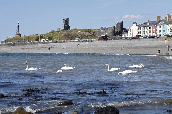 Mute Swan (Cygnus olor) six adults, feeding in sea off beach of resort town, Aberystwyth, Ceredigion, Wales, july