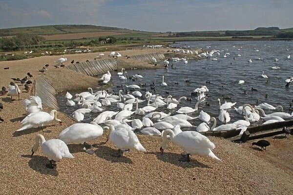 Mute Swan (Cygnus olor) adults, flock feeding at edge of brackish lagoon habitat, The Fleet, Abbotsbury Swannery, Dorset, England, september