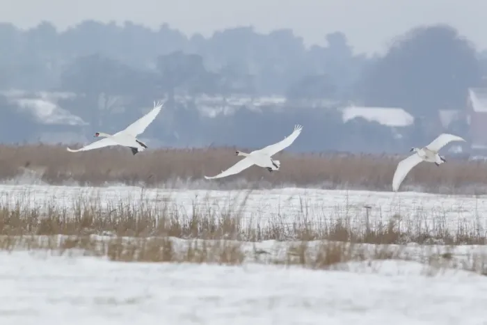 Framed Print : Mute Swan (Cygnus olor) two adults and juvenile, in flight over snow covered grazing marsh habitat, Suffolk, England