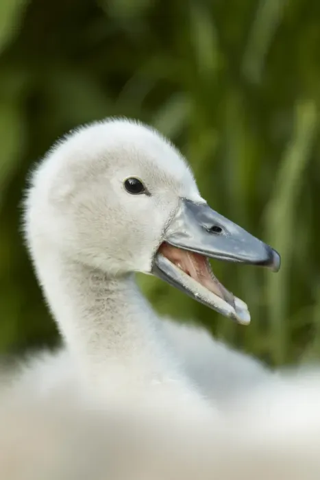 Framed Print : Mute Swan (Cygnus olor) cygnet, calling, close-up of head, Shropshire, England, june Framed Print : Mute Swan (Cygnus olor) cygnet, calling, close-up of head, Shropshire, England, june