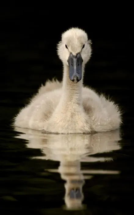 Framed Print : Mute Swan (Cygnus olor) cygnet, swimming on lake, Derbyshire, England, may