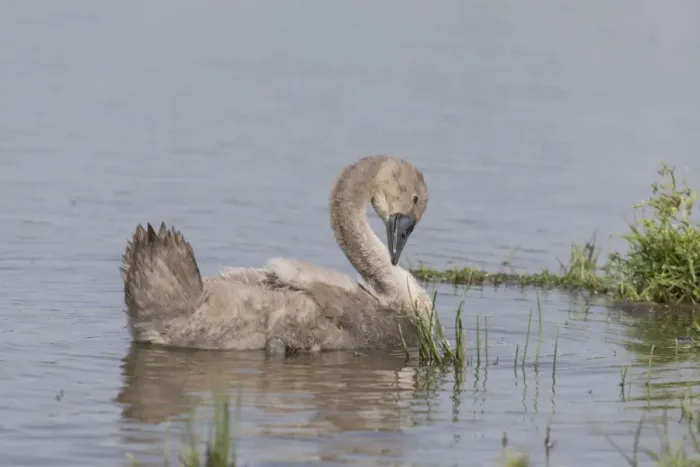 Framed Print : Mute Swan (Cygnus olor) cygnet, preening on water, Suffolk, England, July