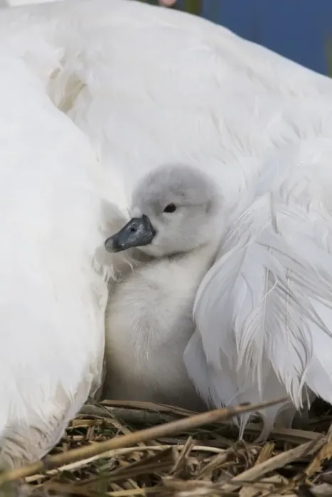 Framed Print : Mute Swan (Cygnus olor) cygnet, sheltering under adult female at nest, Suffolk, England, May Framed Print : Mute Swan (Cygnus olor) cygnet, sheltering under adult female at nest, Suffolk, England, May