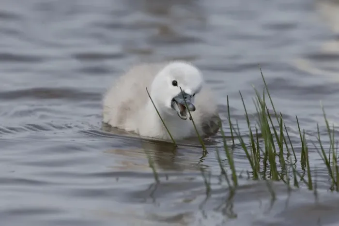 Framed Print : Mute Swan (Cygnus olor) cygnet, feeding, picking spider from stem in water, Suffolk, England, May