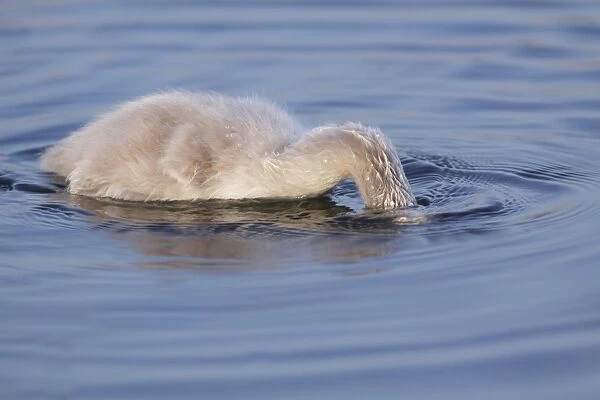 Mute Swan (Cygnus olor) cygnet, dabbling, feeding with head submerged under water surface, West Yorkshire, England