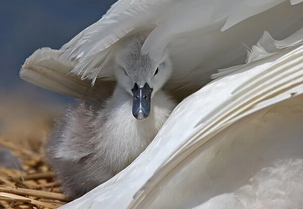 Mute Swan (Cygnus olor) cygnet, sheltered under wing of adult female, on nest, Dorset, England
