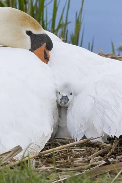 Mute Swan (Cygnus olor) cygnet, sheltering under adult female at nest, Suffolk, England, May