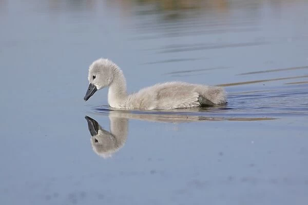 Mute Swan (Cygnus olor) cygnet, swimming, with reflection, West Yorkshire, England, July