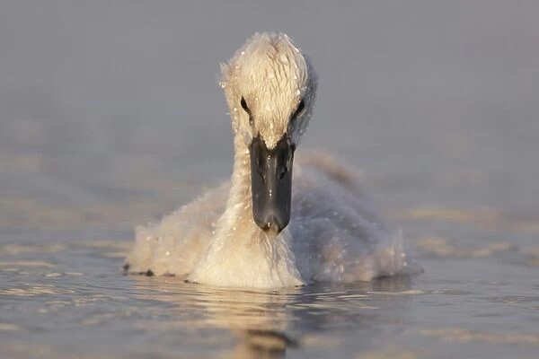Mute Swan (Cygnus olor) cygnet, swimming, with water droplets on feathers, West Yorkshire, England, July
