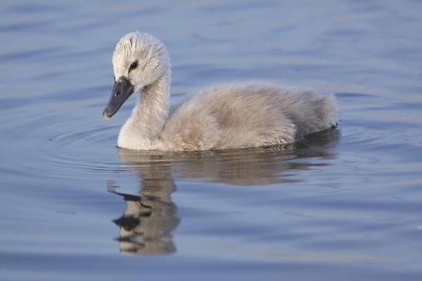 Mute Swan (Cygnus olor) cygnet, swimming, West Yorkshire, England, July