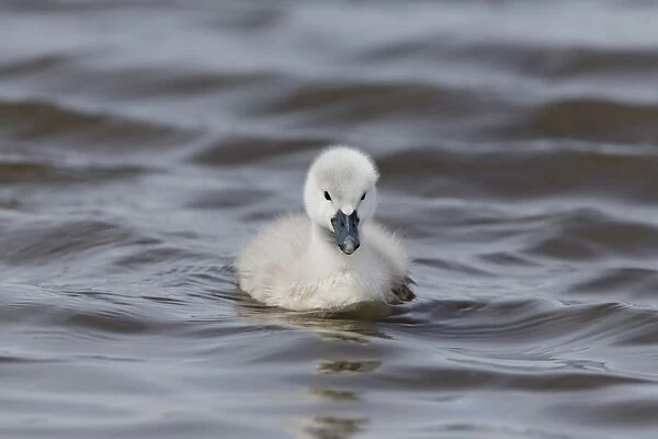 Mute Swan (Cygnus olor) cygnet, swimming, Suffolk, England, May
