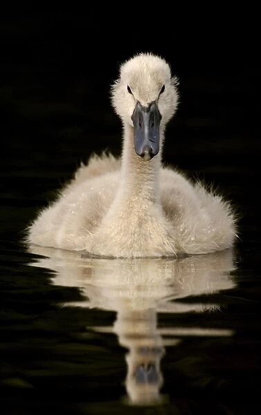 Mute Swan (Cygnus olor) cygnet, swimming on lake, Derbyshire, England, may