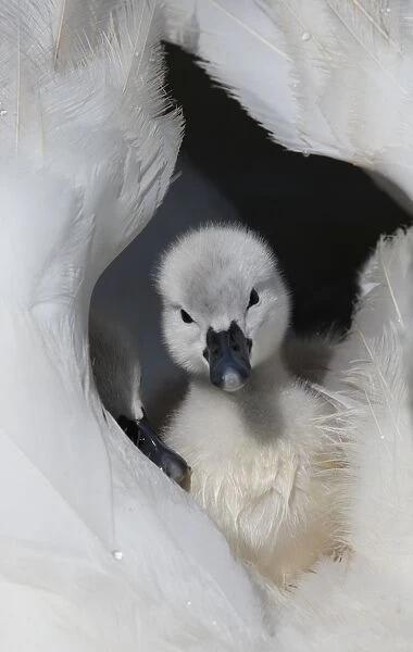 Mute Swan (Cygnus olor) cygnets, resting on back of adult female, Dorset, England
