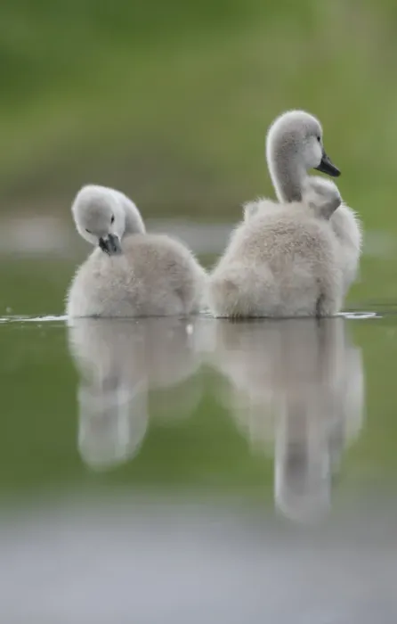 Framed Print : Mute Swan (Cygnus olor) two cygnets, preening, reflected in floodwater pool, West Yorkshire, England, june Framed Print : Mute Swan (Cygnus olor) two cygnets, preening, reflected in floodwater pool, West Yorkshire, England, june