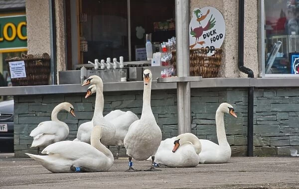 Mute Swan (Cygnus olor) flock, on pavement outside cafe at edge of lake, Bowness on Windermere, Lake Windermere