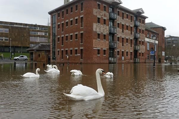 Mute Swan (Cygnus olor) flock, swimming in streets flooded by river, River Severn, Worcester, Worcestershire, England