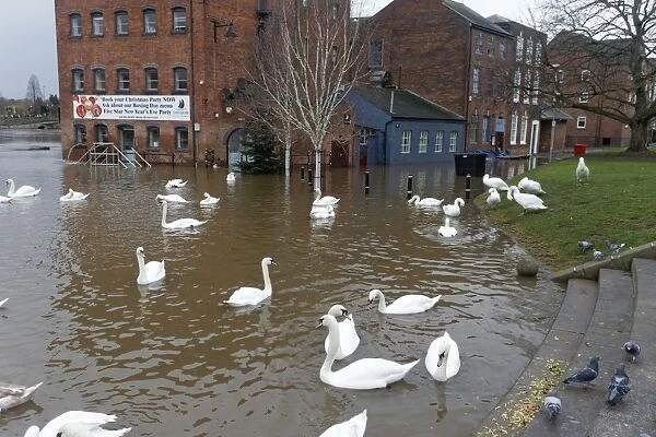 Mute Swan (Cygnus olor) flock, swimming in streets flooded by river, River Seven, Worcester, Worcestershire, England