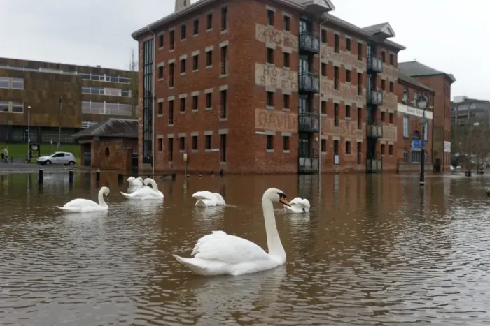 Framed Print : Mute Swan (Cygnus olor) flock, swimming in streets flooded by river, River Severn, Worcester, Worcestershire, England