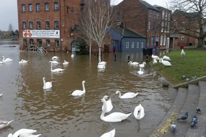 Framed Print : Mute Swan (Cygnus olor) flock, swimming in streets flooded by river, River Seven, Worcester, Worcestershire, England Framed Print : Mute Swan (Cygnus olor) flock, swimming in streets flooded by river, River Seven, Worcester, Worcestershire, England