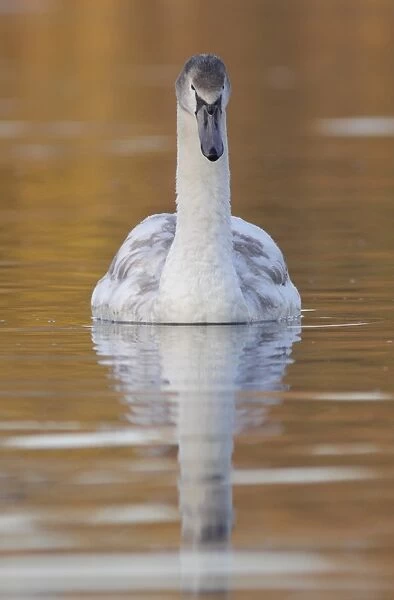 Mute Swan (Cygnus olor) immature, swimming on lake with reflection, West Yorkshire, England, November