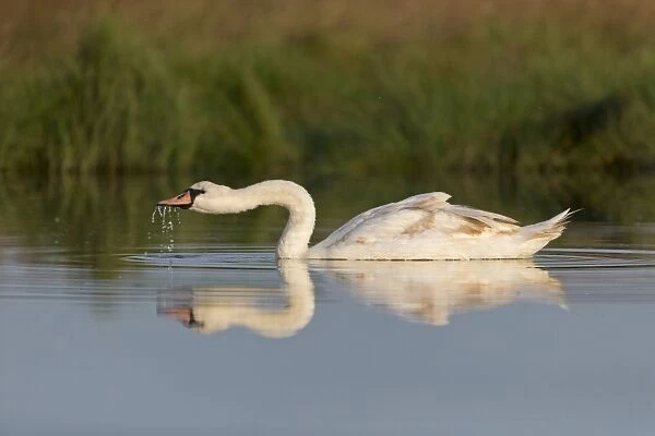 Mute Swan (Cygnus olor) immature, drinking, swimming on pond, Suffolk, England, July