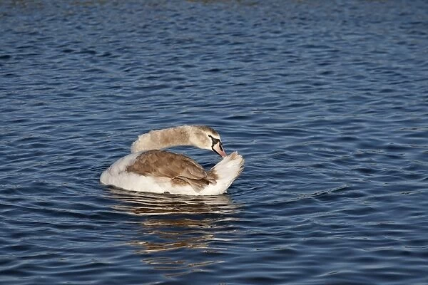 Mute Swan (Cygnus olor) immature, preening on water, Norfolk, England, January