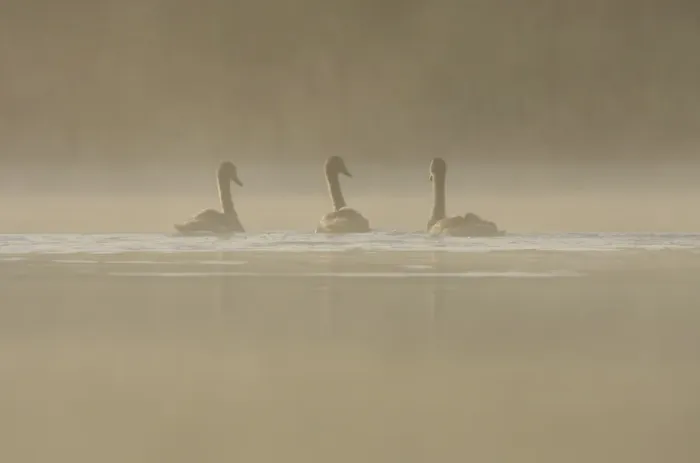 Framed Print : Mute Swan (Cygnus olor) three immatures, swimming on misty lake at dawn, West Yorkshire, England, august