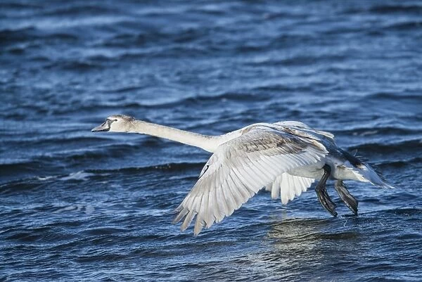 Mute Swan (Cygnus olor) juvenile, first winter plumage, in flight, taking off from water, Ouse Washes, Norfolk